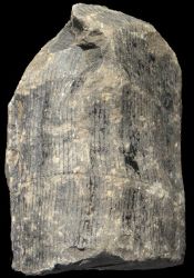 Calamites suckowii